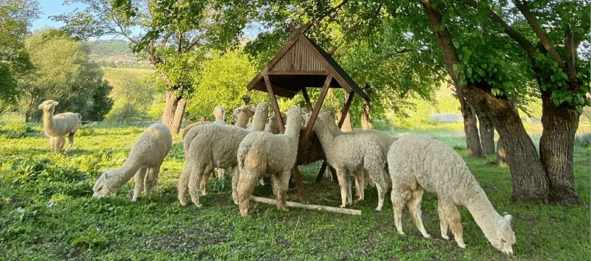 Shamakhi Alpacafarm